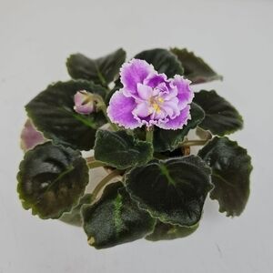 RS Temptation Named Variety Of African Violet Double Blooms